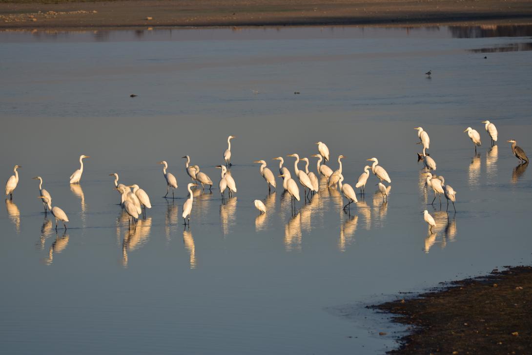 Zone Natura 2000 et forêt de Chandelais, Indre-et-Loire