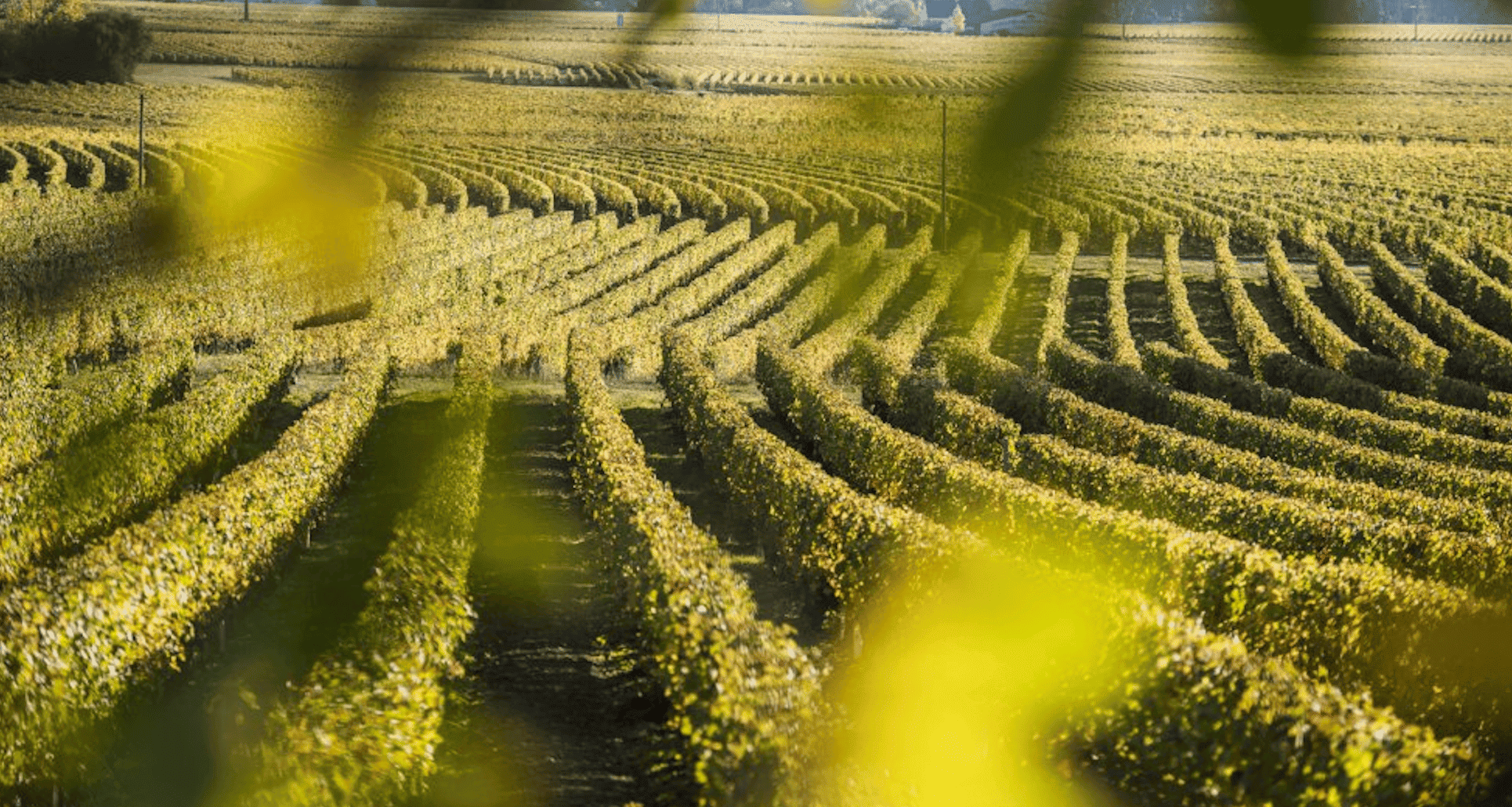 Vignobles de Bourgueil
