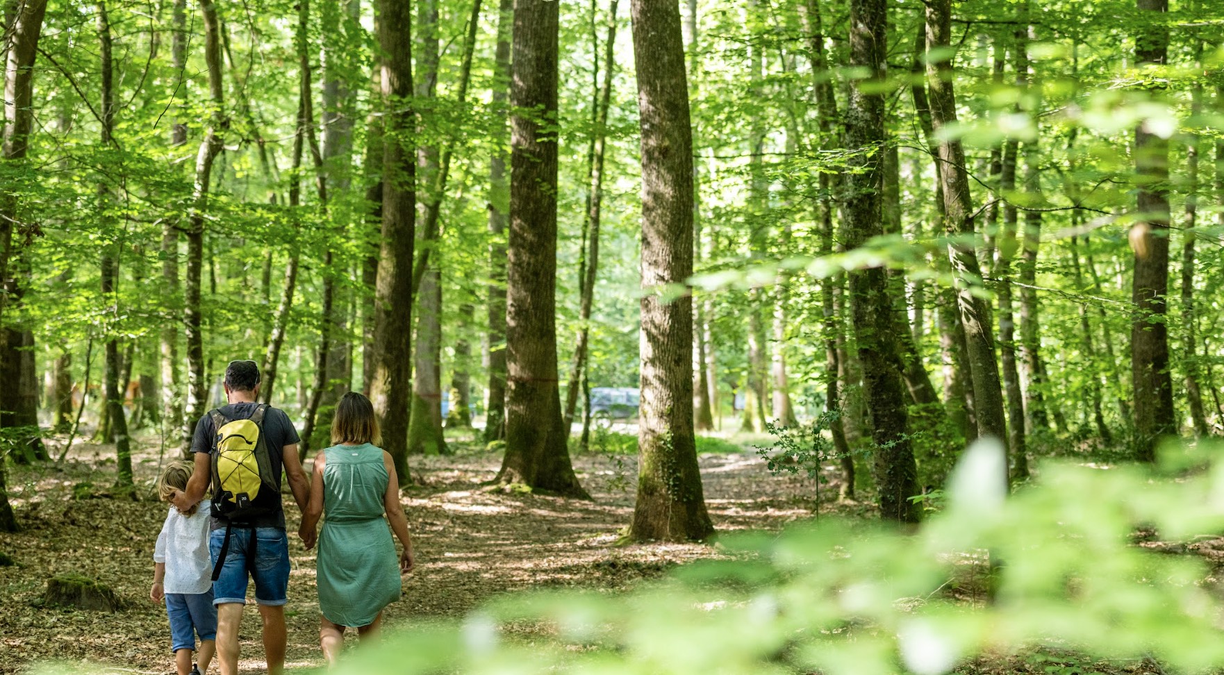Randonnée forêt de Chandelais, sentiers balisés