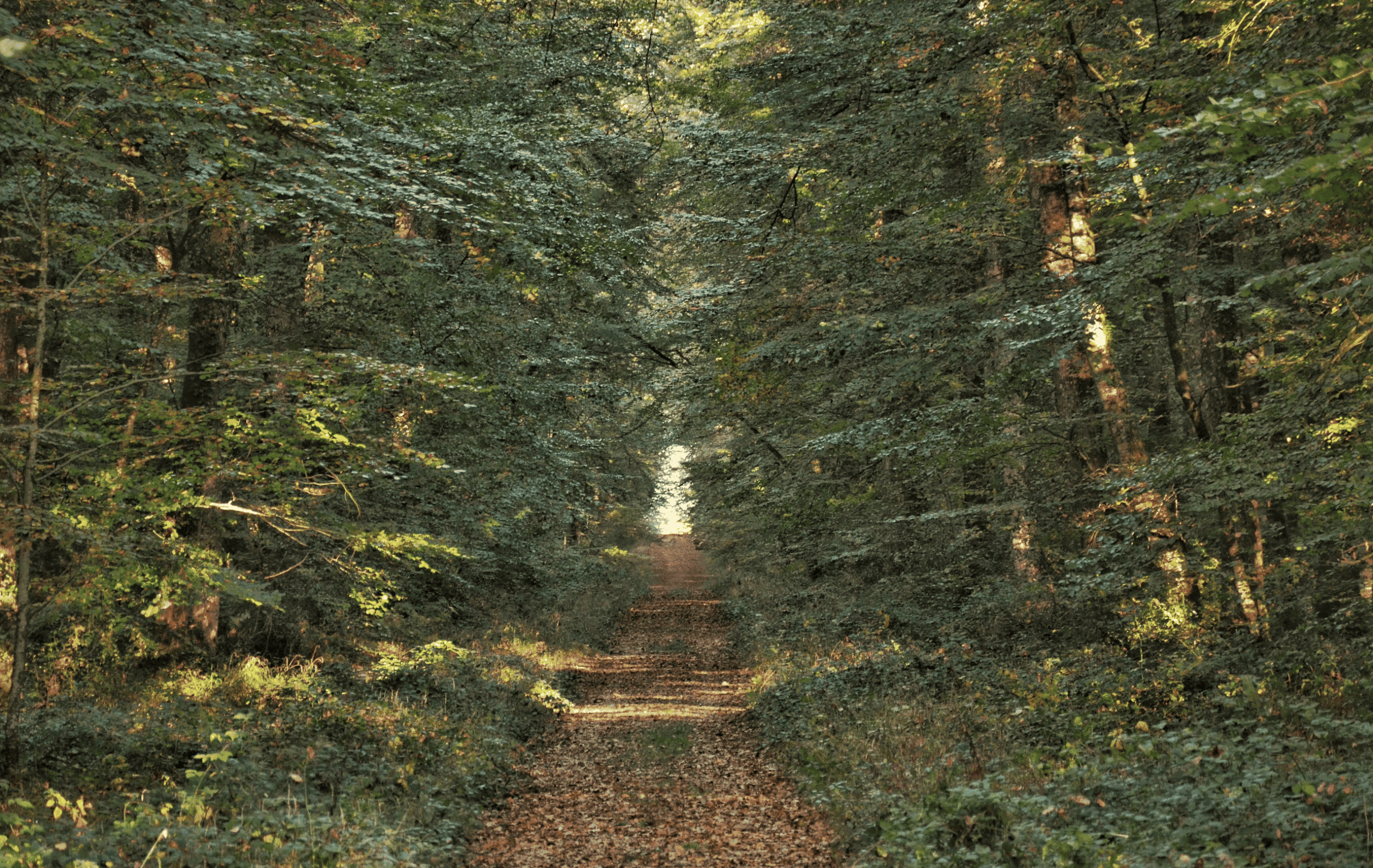 Forêt de Chandelais