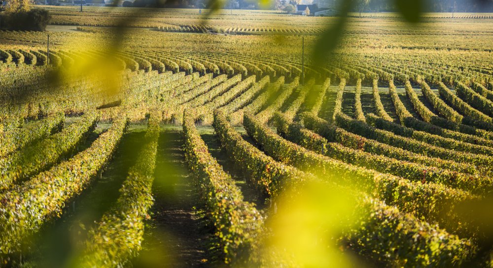 Vignobles AOC Bourgueil, Touraine