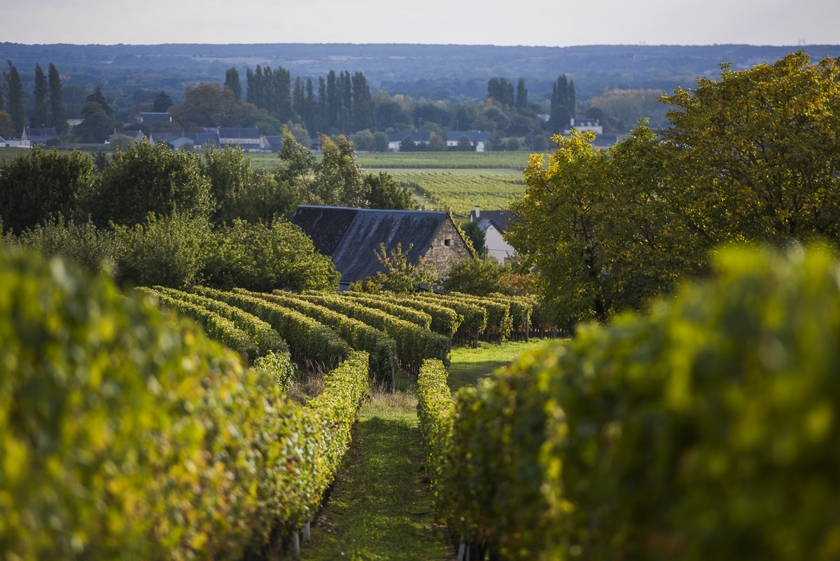 Vignobles de Bourgueil