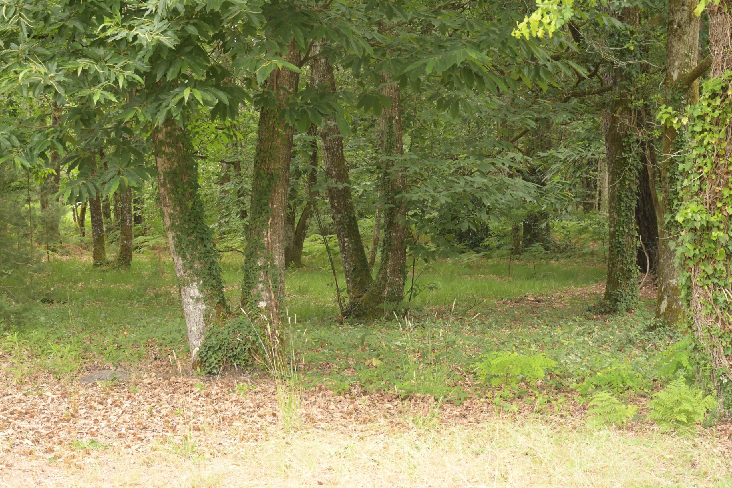 Forêt de Chandelais