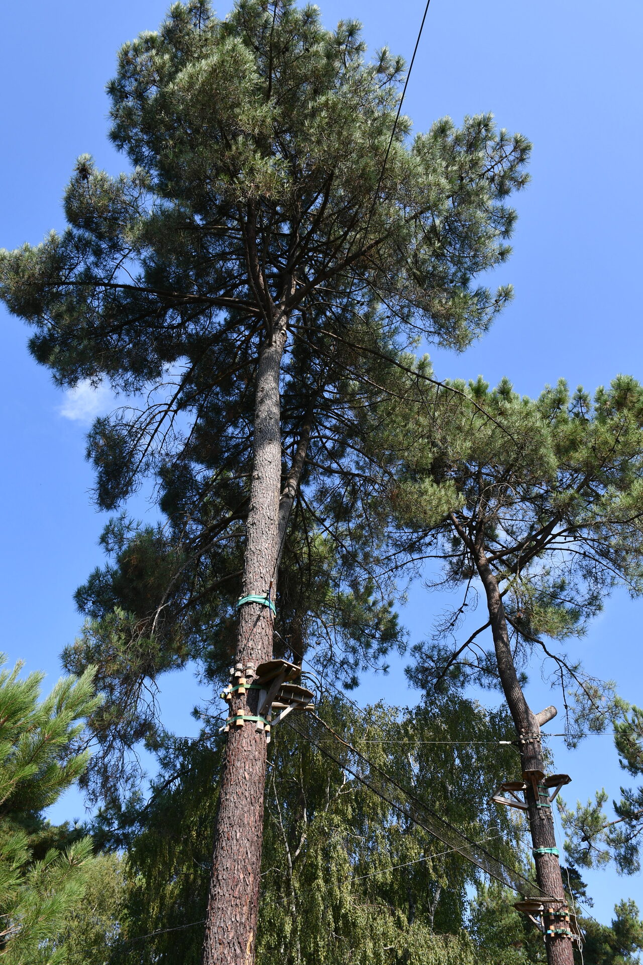 Parcours accrobranche de Baud'Rillé, près du domaine
