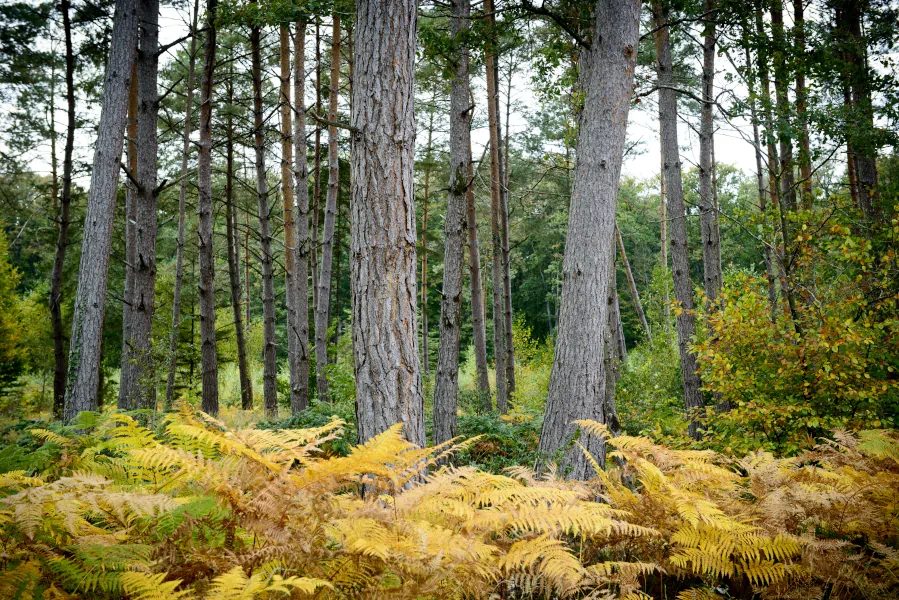 Forêt de Chandelais, pins et fougères en automne